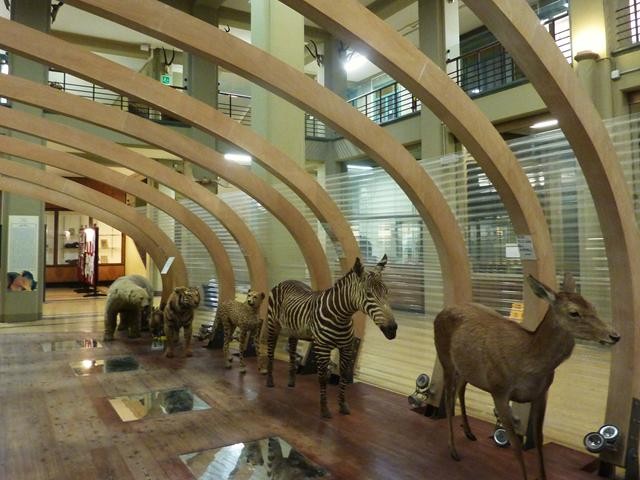 Museo di Zoologia - Via Selmi (BO)