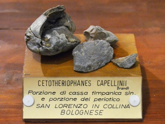 Cetotheriophanes Capellinii
