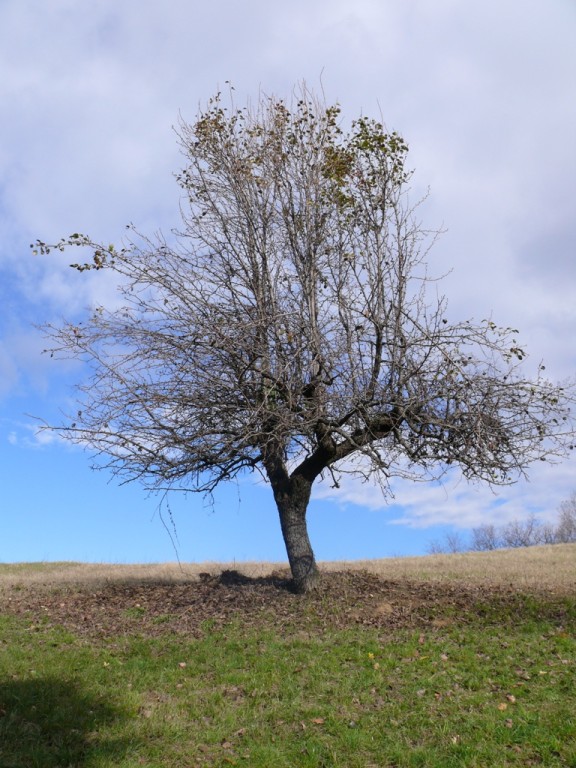 Arboretum bononiae
