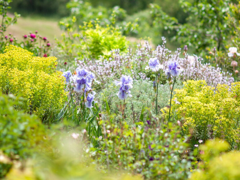 copertina di Tra foglie e scienza: il mondo botanico di Bertoloni
