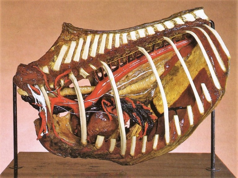 Uno dei preparati del Museo di Anatomia degli Animali Domestici (BO)