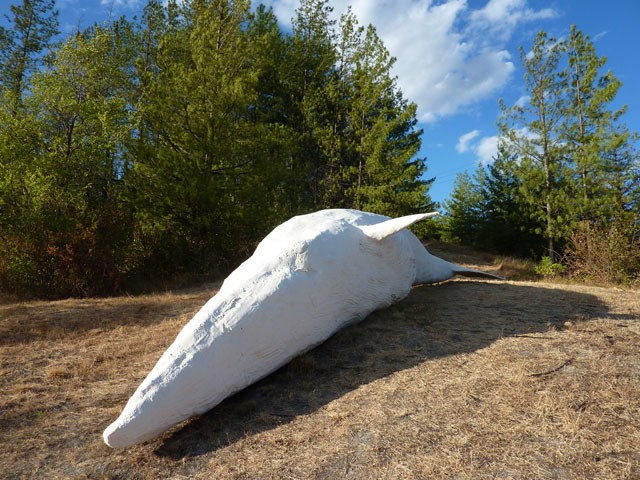 Una balena bianca giace tra i boschi delle colline bolognesi