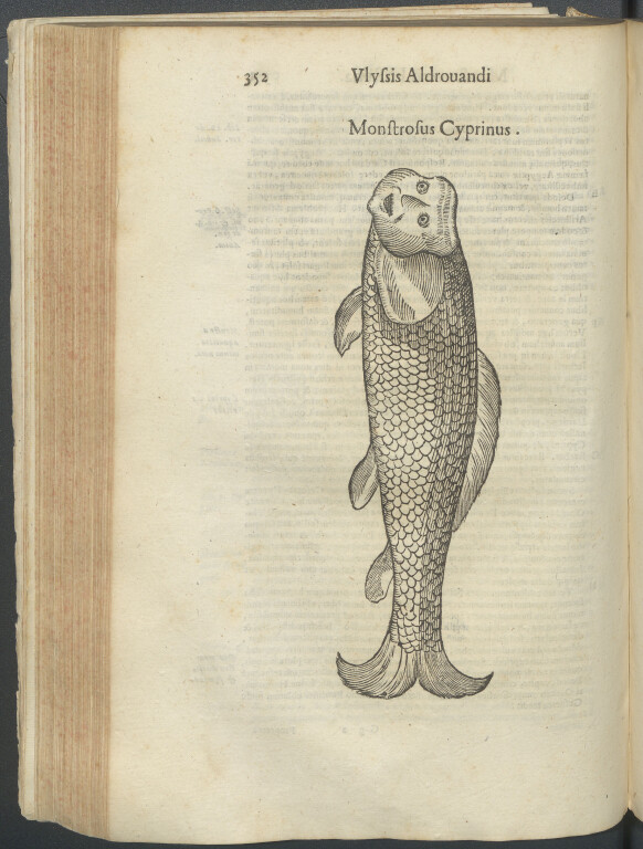 immagine di Ulisse Aldrovandi e i suoi mostri marini