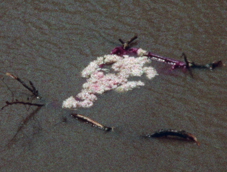 immagine di Ana Mendieta. Flower Person, Flower Body