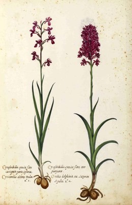 immagine di SCIENZA & BELLEZZA. Le orchidee nei libri di Ulisse