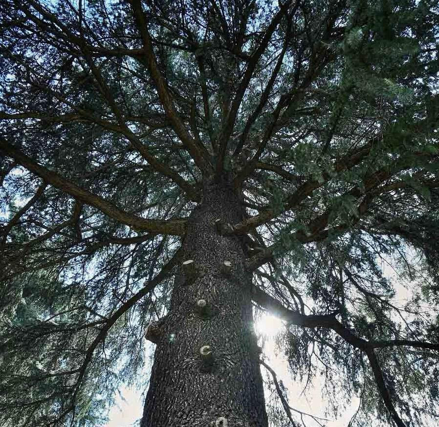 copertina di Bosco vecchio