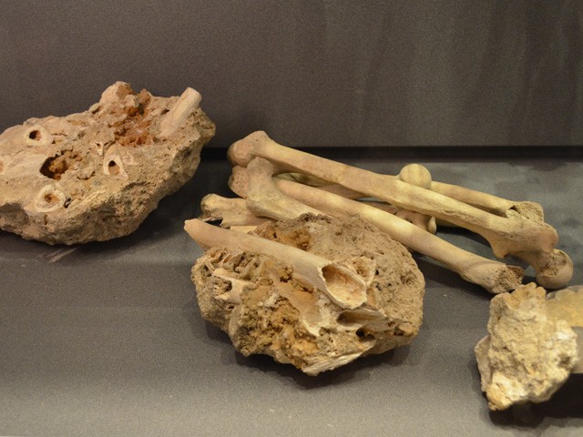 Resti ossei provenienti dagli scavi di L. Fantini 