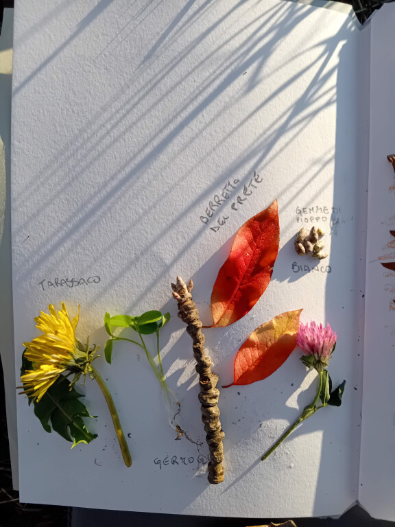 immagine di Gemme foglie cortecce