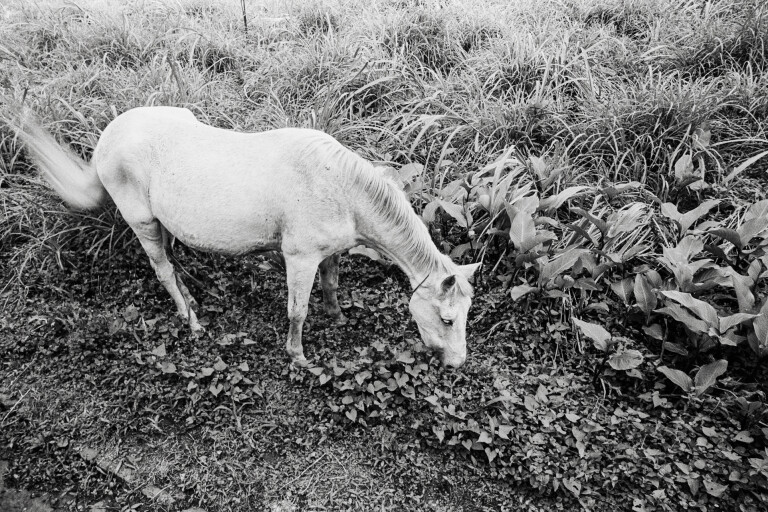 immagine di São Tomé 1982-84 