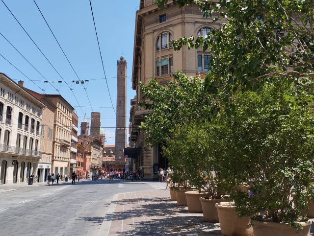 Alberi in vaso in piazza Re Enzo (BO)