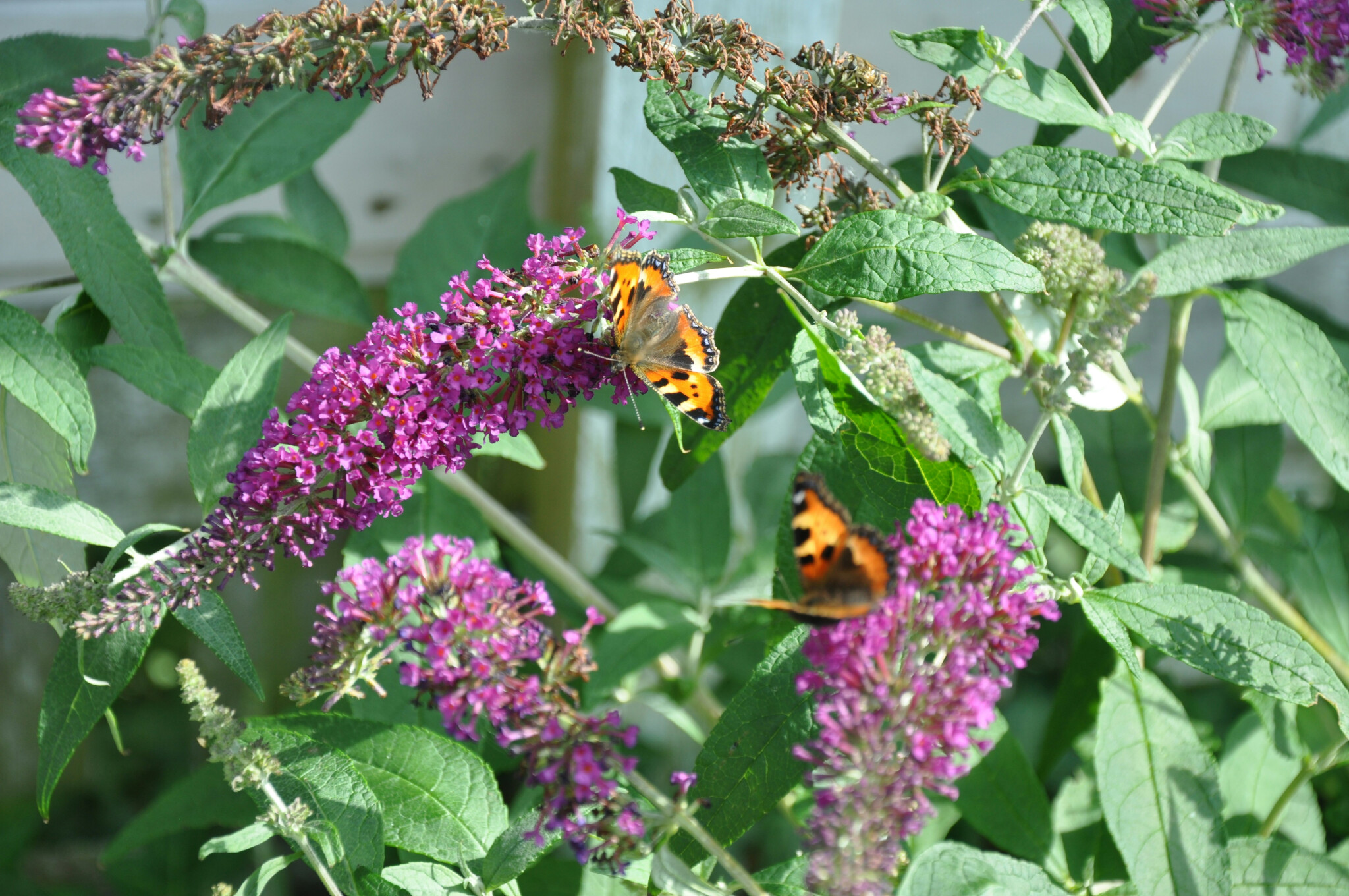 Buddleja davidii