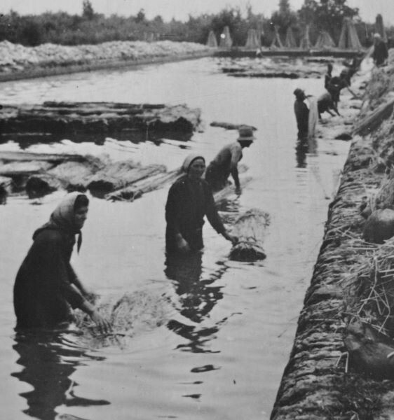 Lavorazione della canapa nel Bolognese