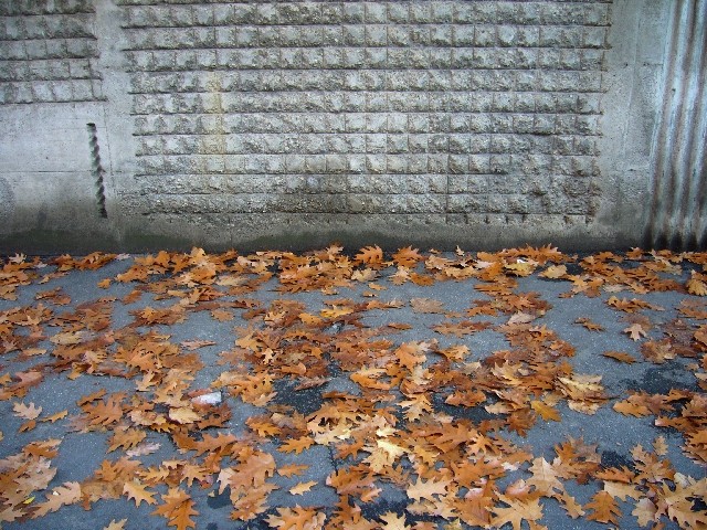 Il muro esterno del giardino G. Fava in autunno