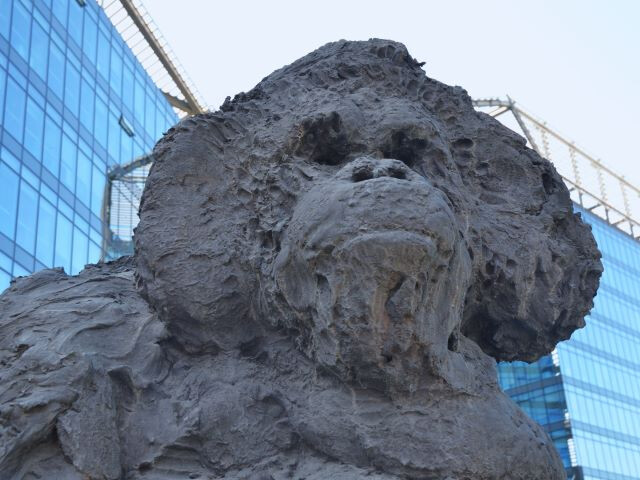Orangutan