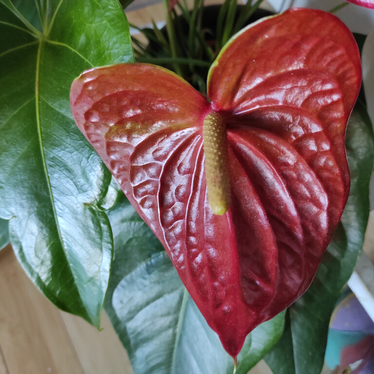 immagine di CUORE VERDE