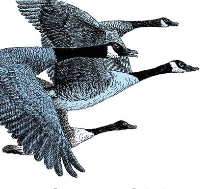 immagine di I saggi dì