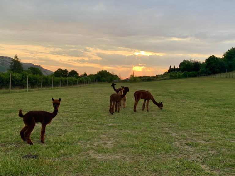 copertina di Yoga all’alba con gli Alpaca