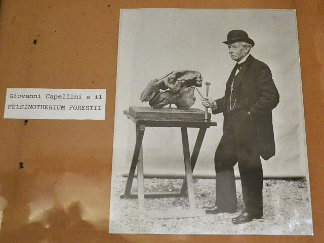 Giovanni Capellini e il Felsinotherium Forestii