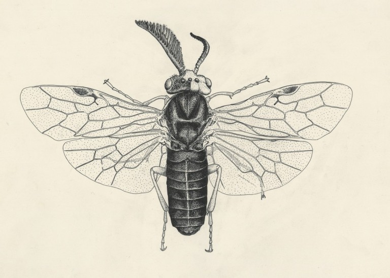 entomologia.jpeg