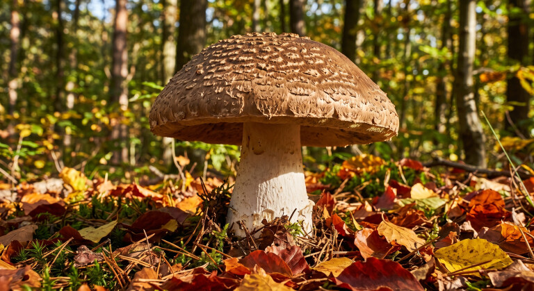 Primo piano di un grande fungo cappellone che spunta dal terreno di un bosco in autunno, circondato da foglie secche dorate e illuminate da una luce solare calda e naturale.