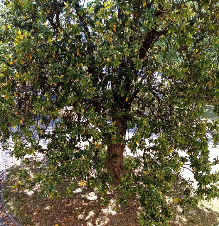 immagine di Il racconto della Magnolia Grandiflora