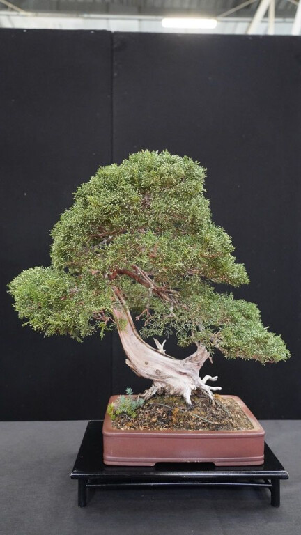 Mostra Bonsai