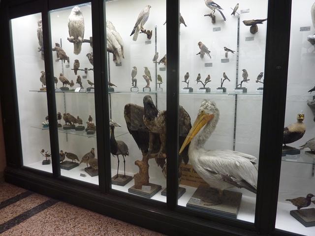 Museo di Zoologia - Via Selmi (BO)