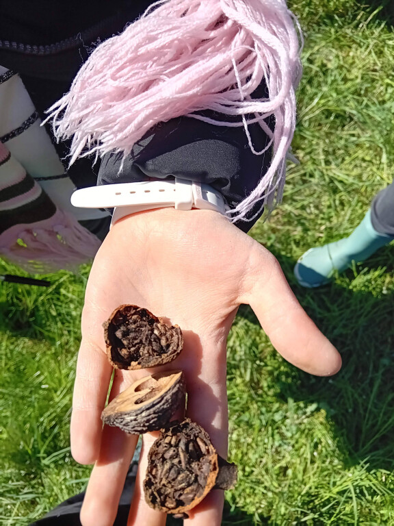 immagine di Esplorazioni naturalistiche nel Parco Arboreto