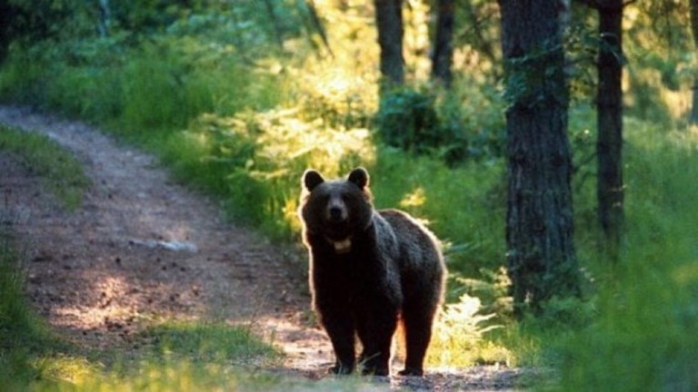 copertina di M49. Un orso in fuga dall’umanità