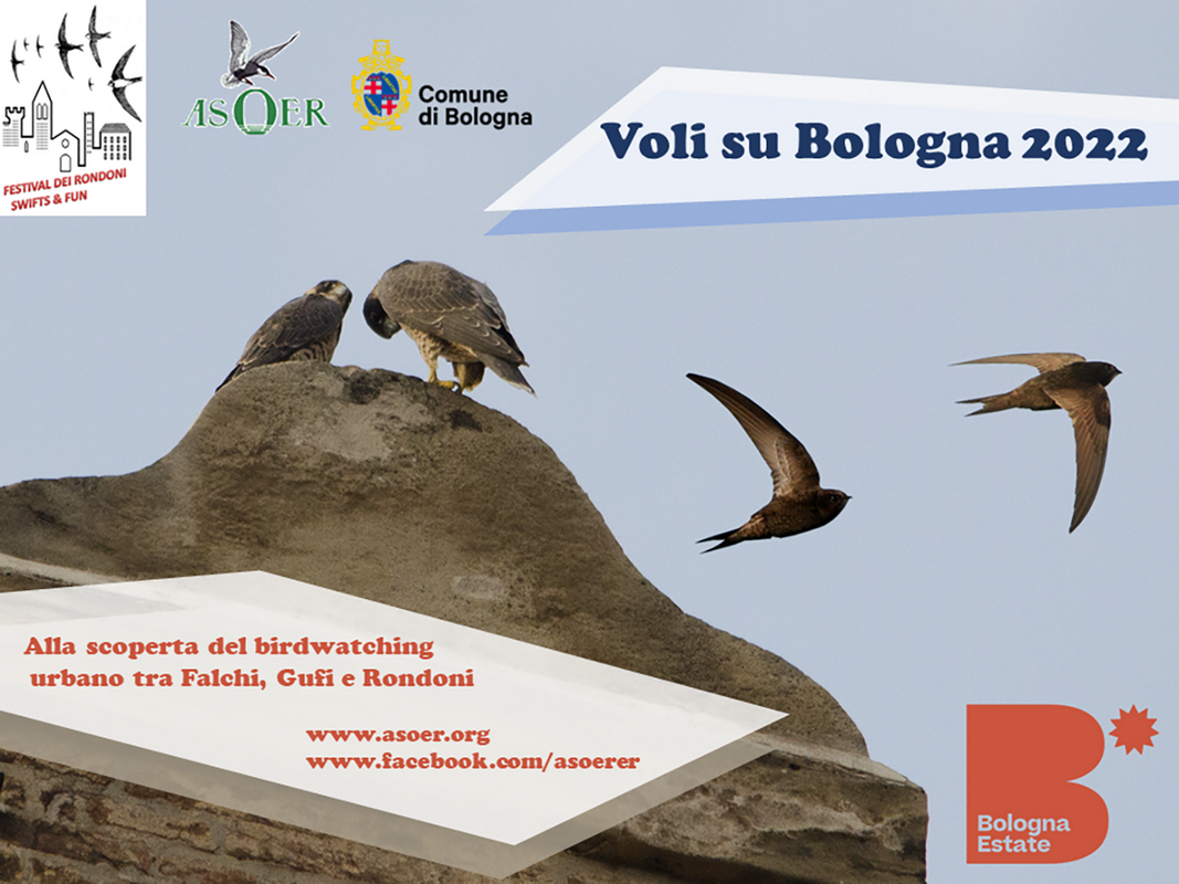 copertina di Voli su Bologna: alla scoperta del birdwatching urbano tra falchi, gufi e rondoni