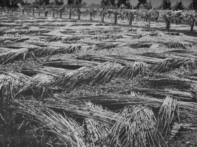 Lavorazione della canapa nel Bolognese