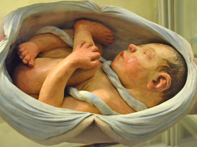 Modelli ostetrici di cere anatomiche
