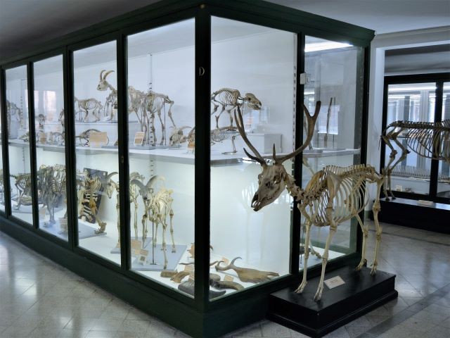 museo anatomia comparata (27).JPG