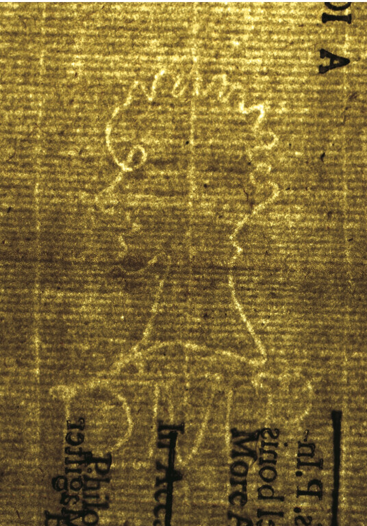 image of ID. 41 testa di profilo, DMP