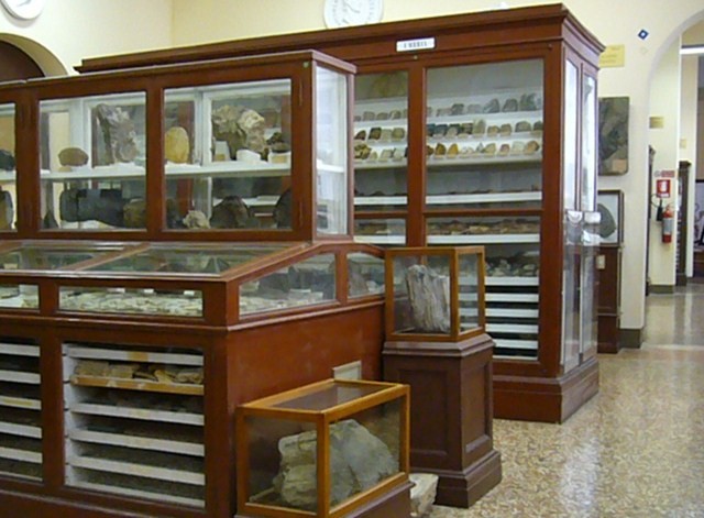 Interno del Museo Geologico Capellini 