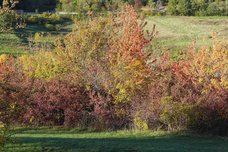 immagine di La cura dei grandi alberi del parco