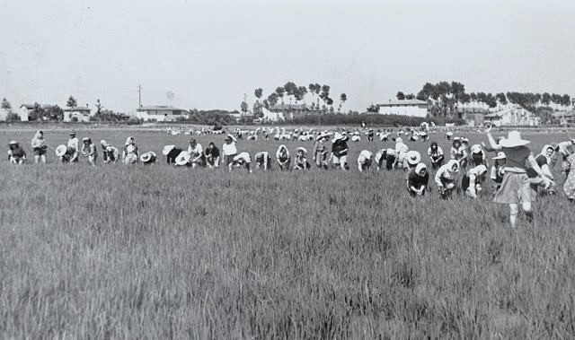 Mondine nella Bassa bolognese