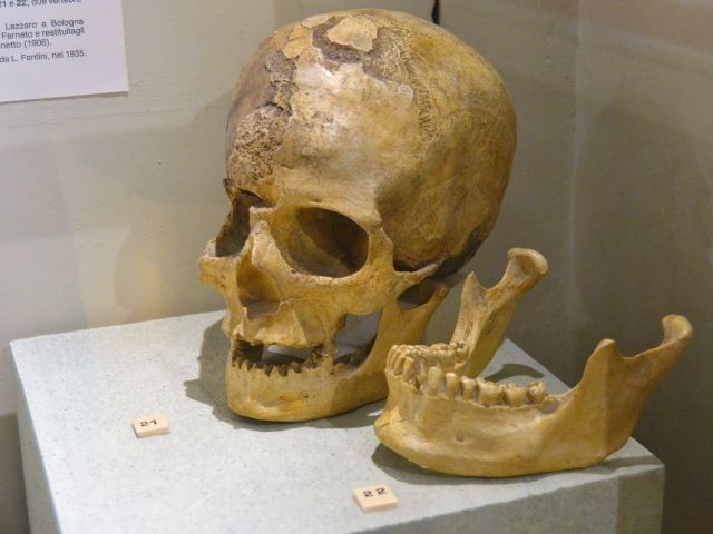 Resti ossei trovati nel 1880 da F. Orsoni  nella grotta del Farneto
