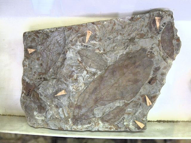 Foglie fossili