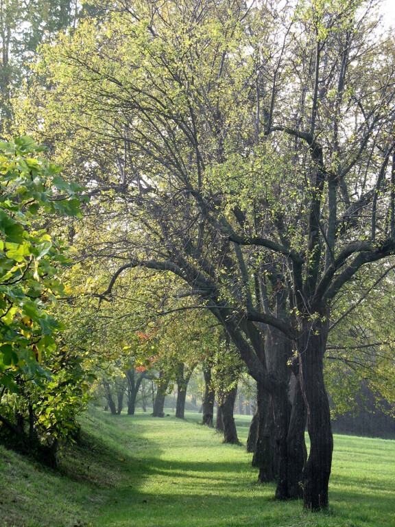 immagine di Festa degli alberi 2024