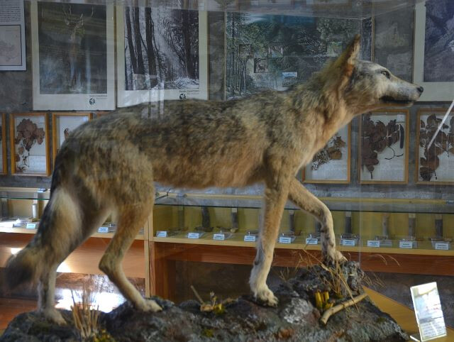 Lupo (Canis lupus)