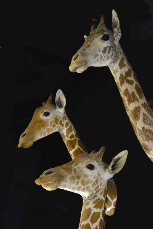 cover of Tre piccoli zooracconti