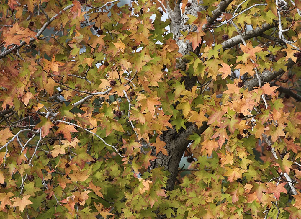 copertina di Festa degli alberi