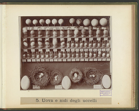 immagine di Album Bombicci 31