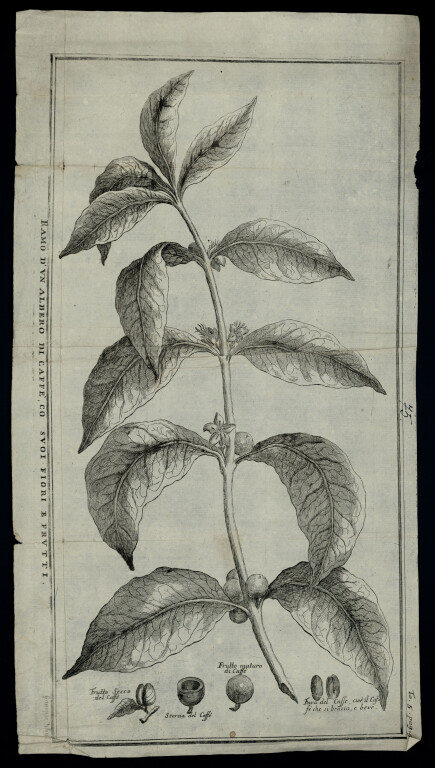 immagine di Giuseppe Filosi, Ramo d'un albero di caffè cò suoi fiori e frutti (1738)