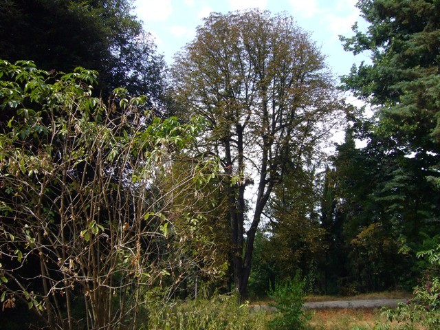 Gli alberi del Parco di San Michele in Bosco