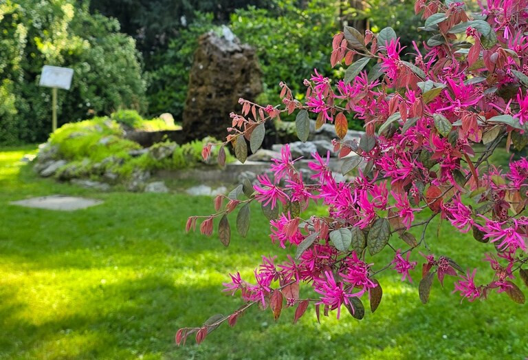 copertina di Verde speranza: i benefici ecosistemici dei giardini in città