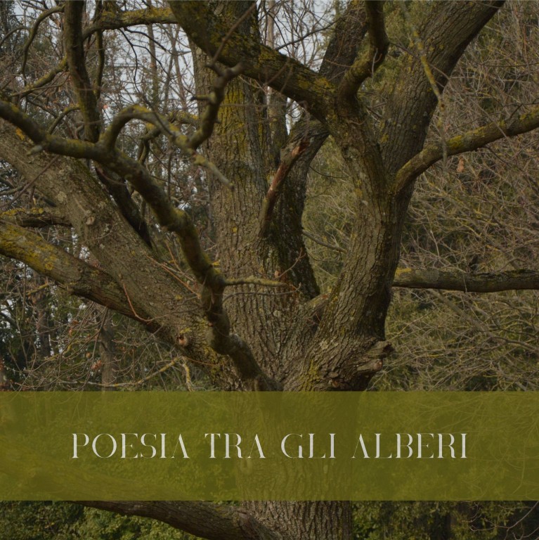 copertina di Poesia tra gli alberi