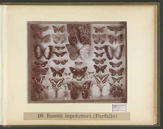 immagine di Album Bombicci 35