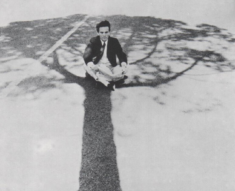 cover of Io sono la viola e l'ontano